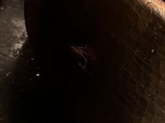 -盛江山自助料理(奥莱锦辉购物广场店)