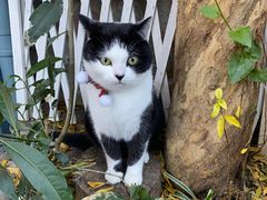 -喵屿·大理花园猫咖