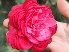 -中国科学院华南植物园