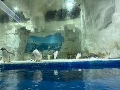 -华夏文旅海洋公园