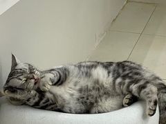 -怪兽屋·羊驼·猫咖·狗咖(俊华广场店)