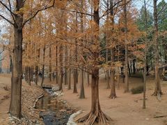 -白水寺森林公园