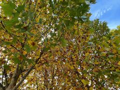 -永定河休闲森林公园