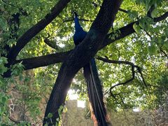 -J Create城市露营咖啡·简餐·宠物(上海动物园店)