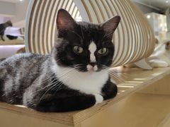 -more than meow吴止猫主题餐厅(承德 中船汇店)