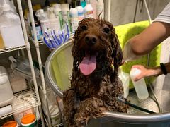 -PETKIT 小佩宠物·低压洗护·美容·寄养(安远店)