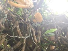 -疯狂屋