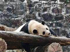 -都江堰中华大熊猫苑