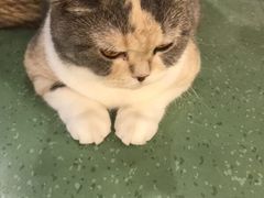 -藦茜花园宠物主题亲子互动体验馆(国顺东路店)