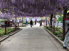 -嘉定紫藤园