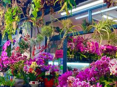 -溪岸路花鸟市场