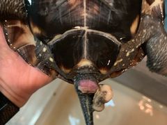 -灵龟之家百象馆(百象馆联合旗舰店)