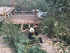 -成都大熊猫繁育研究基地