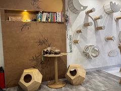 -楼上猫咖(罗湖店)
