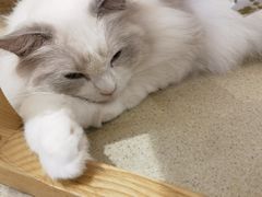 -藏猫猫咖啡主题馆(中央大道店)