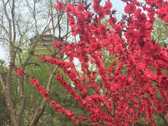 -玲珑塔公园