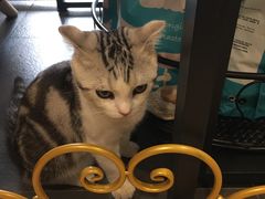 -十年猫舍·猫咪专门店(普陀店)