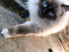 -喵屿·大理花园猫咖