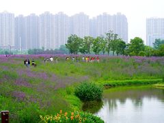 -洋湖国家湿地公园