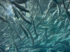 -上海海洋水族馆
