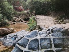 -南海湾森林生态园