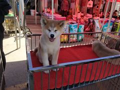 -中环花鸟鱼虫市场
