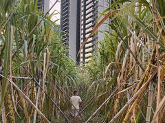 -光明小镇欢乐田园