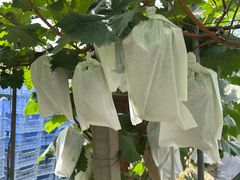 -马陆小张葡萄园农家乐