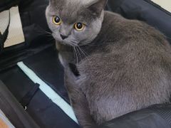 -美联众合动物医院·24h转诊中心