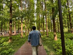 -黄海国家森林公园