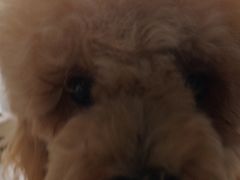 -乐琪宠物医院·犬猫专科·骨外科·急重症