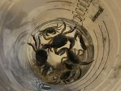 -金海湾海鲜排档(朱家尖店)