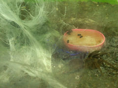 android_upload_pic-上海大自然野生昆虫馆