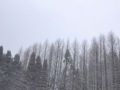 -武陵山森林公园