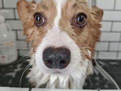 -趣玩宠物乐园寄养训犬训狗游泳池