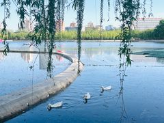 -莲花池公园
