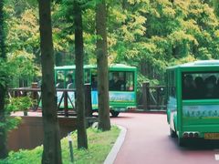 -黄海国家森林公园