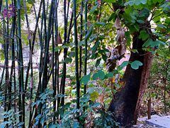 -小洲村