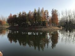 -合肥滨湖国家森林公园