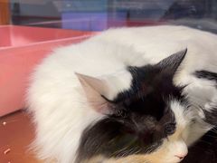 -FAELING PETS美天灵宠物(富力广场店)