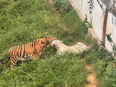 -西霞口神雕山野生动物世界