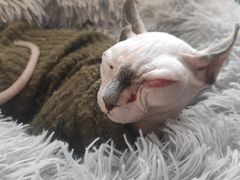 -平行世界·猫咖(首经贸店)