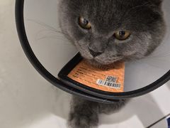-艾吉宠物医院·疑难杂症转诊中心·猫友好(碧江路院)