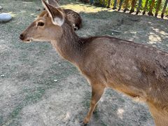 -广东花都香草世界旅游度假区