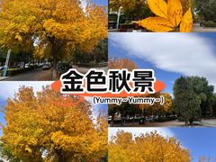 -阿尔丁植物园