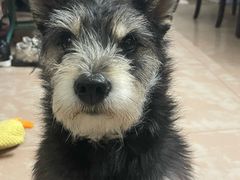 -宠物星动物医院·眼科·异宠·猫科(江南大道总院)