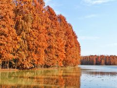 -上海海湾国家森林公园