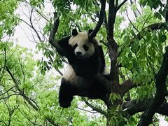 -上海野生动物园