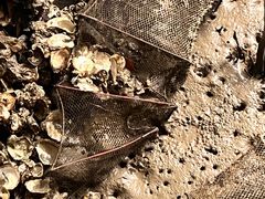 -东寨港红树林旅游区