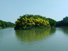 -大湾区中央湿地公园